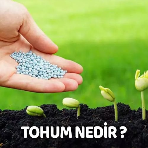 Tohum Nedir ? 