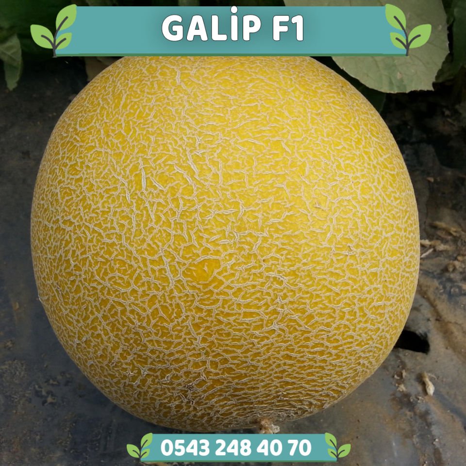 Galip F1 Erkenci Kavun Fidesi