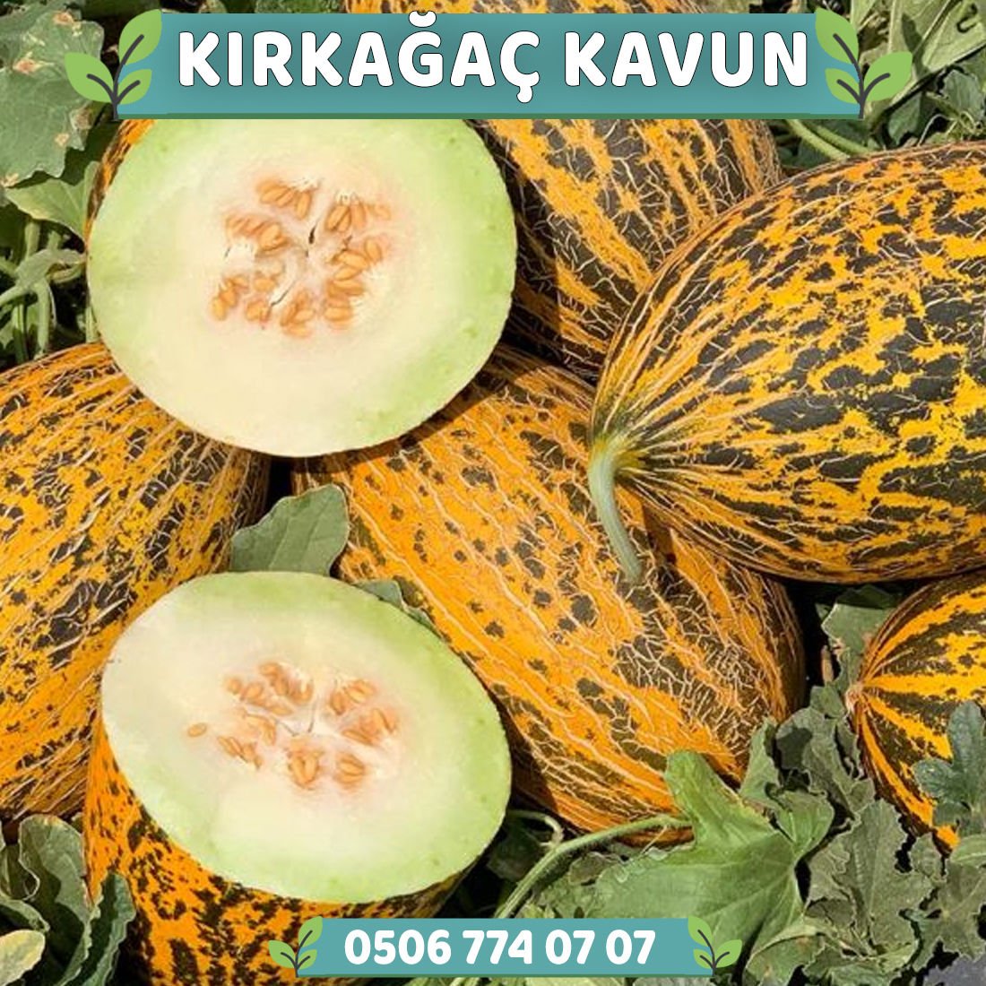 Hibrit Kırkağaç Kavun Fidesi