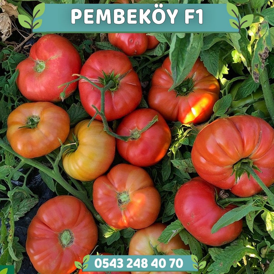Pembeköy F1 - Pembe Köy Domatesi Fidesi