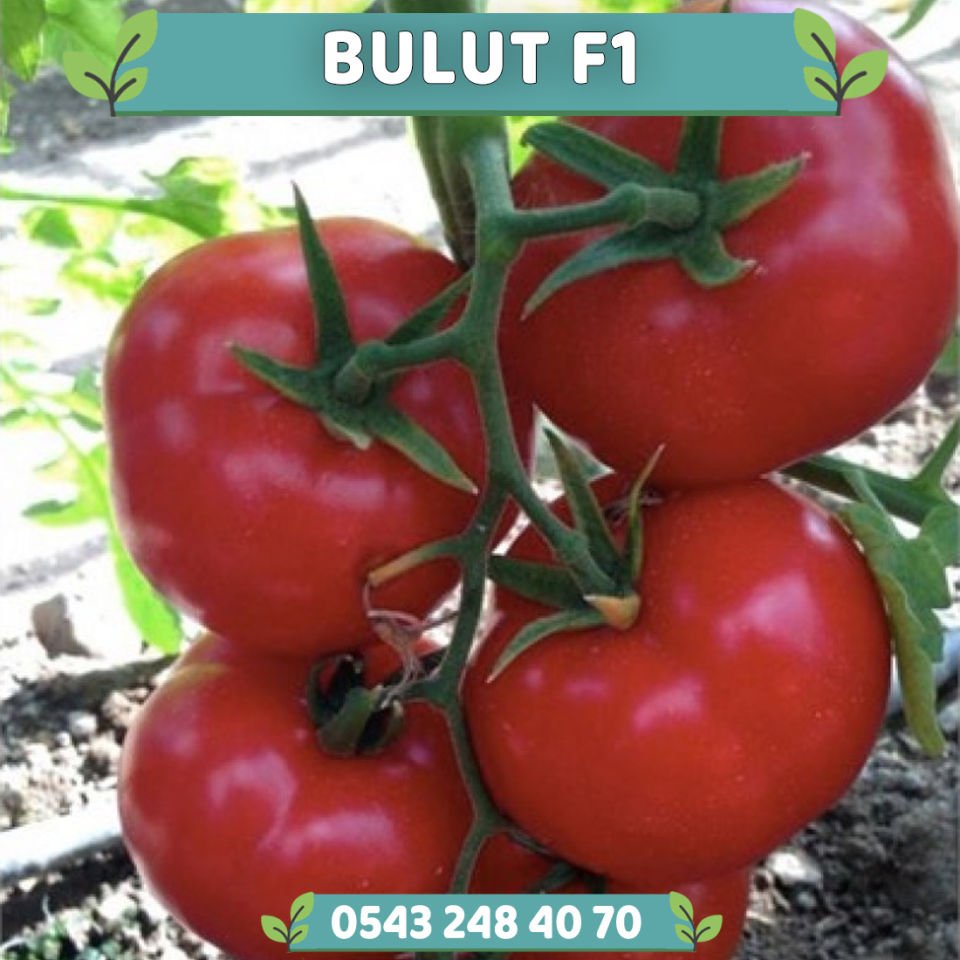 Bulut F1 Tane Domates Fidesi