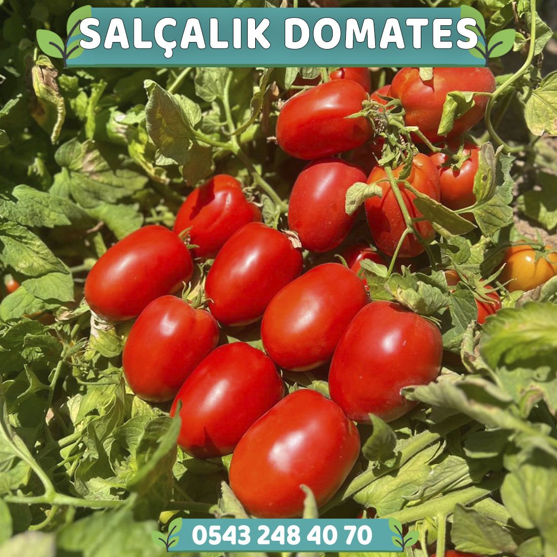 Hibrit Salçalık Domates Fidesi