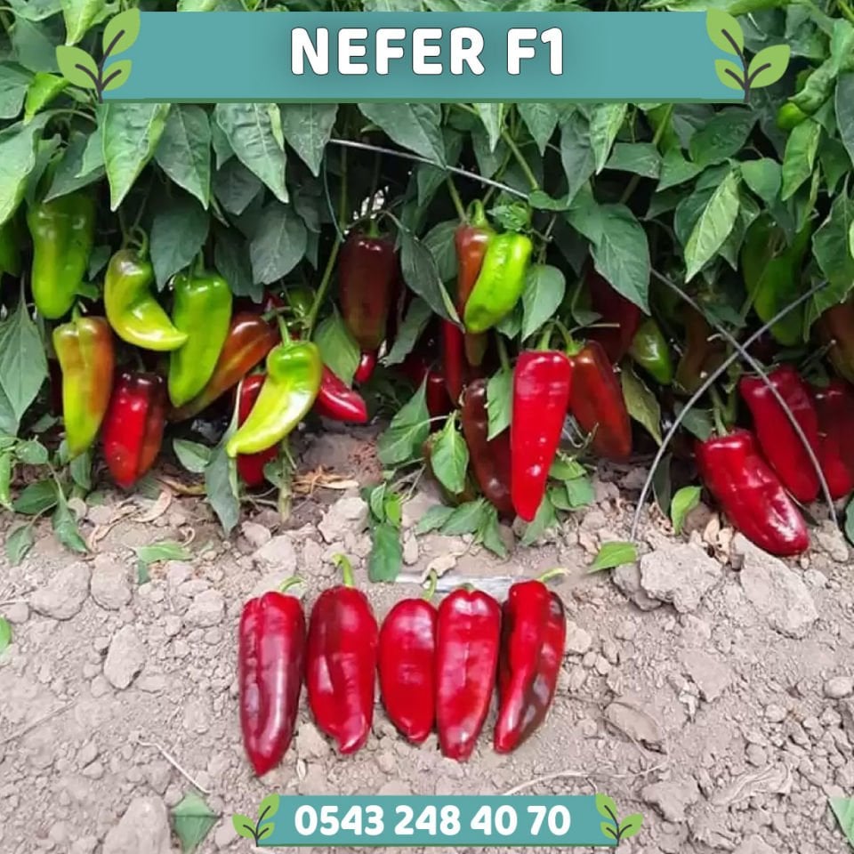 Nefer F1 Kapya Biber Fidesi