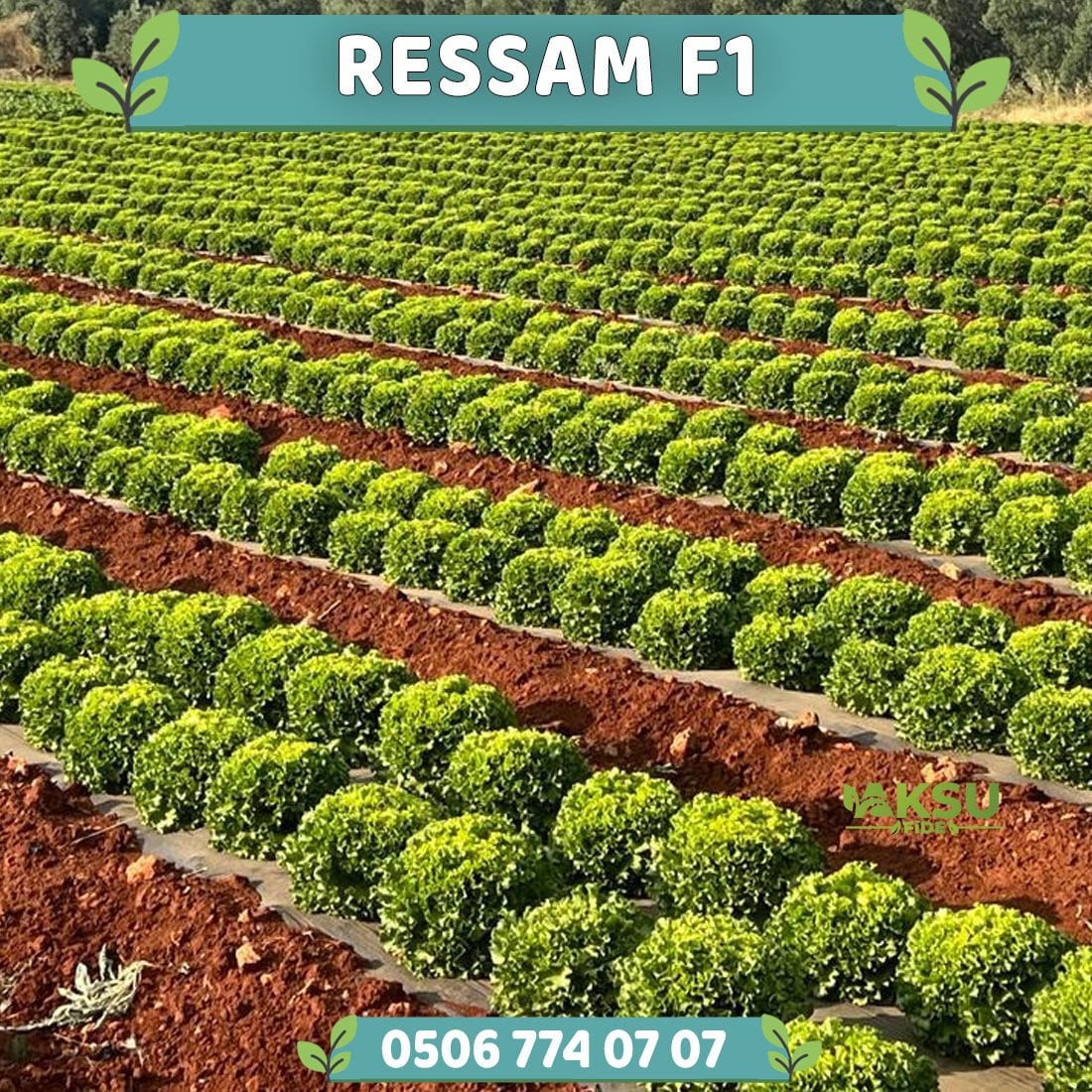 Ressam Kıvırcık Marul Fidesi