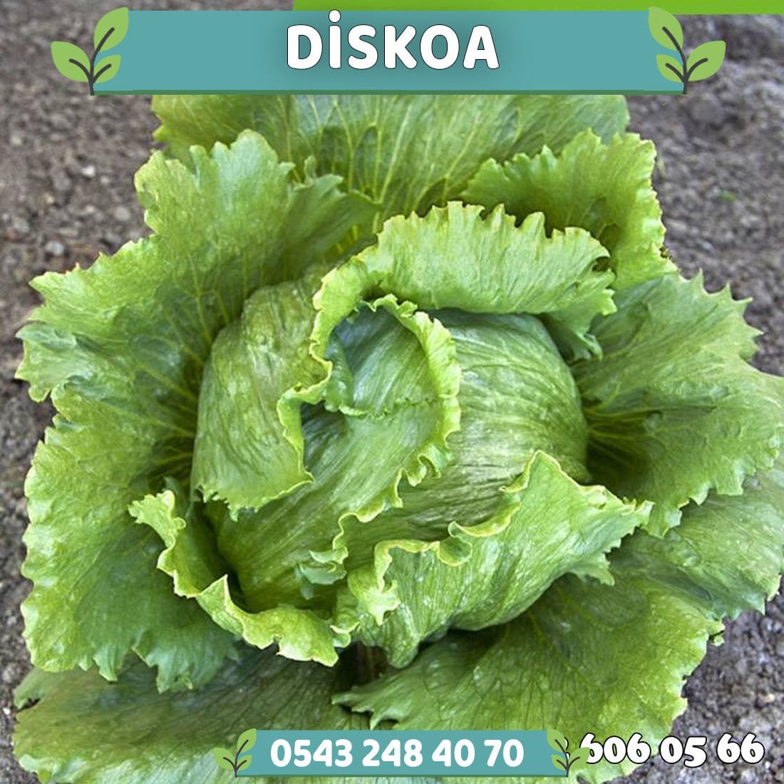 Diskoa Göbek Marul Fidesi