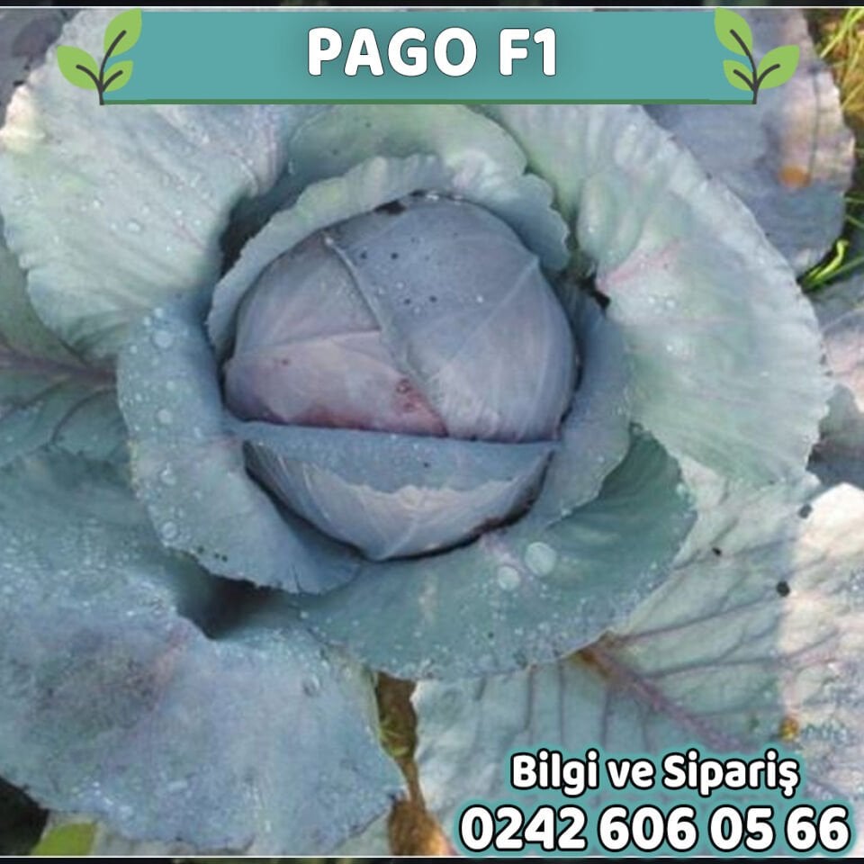 Pago F1 120 Günlük Kırmızı Lahana Fidesi