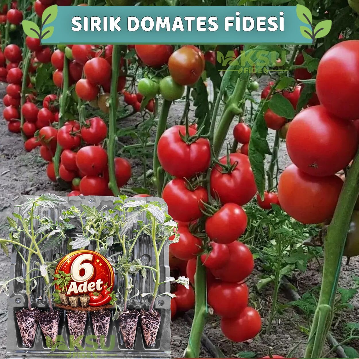 6 Adet Sırık Domates Fidesi