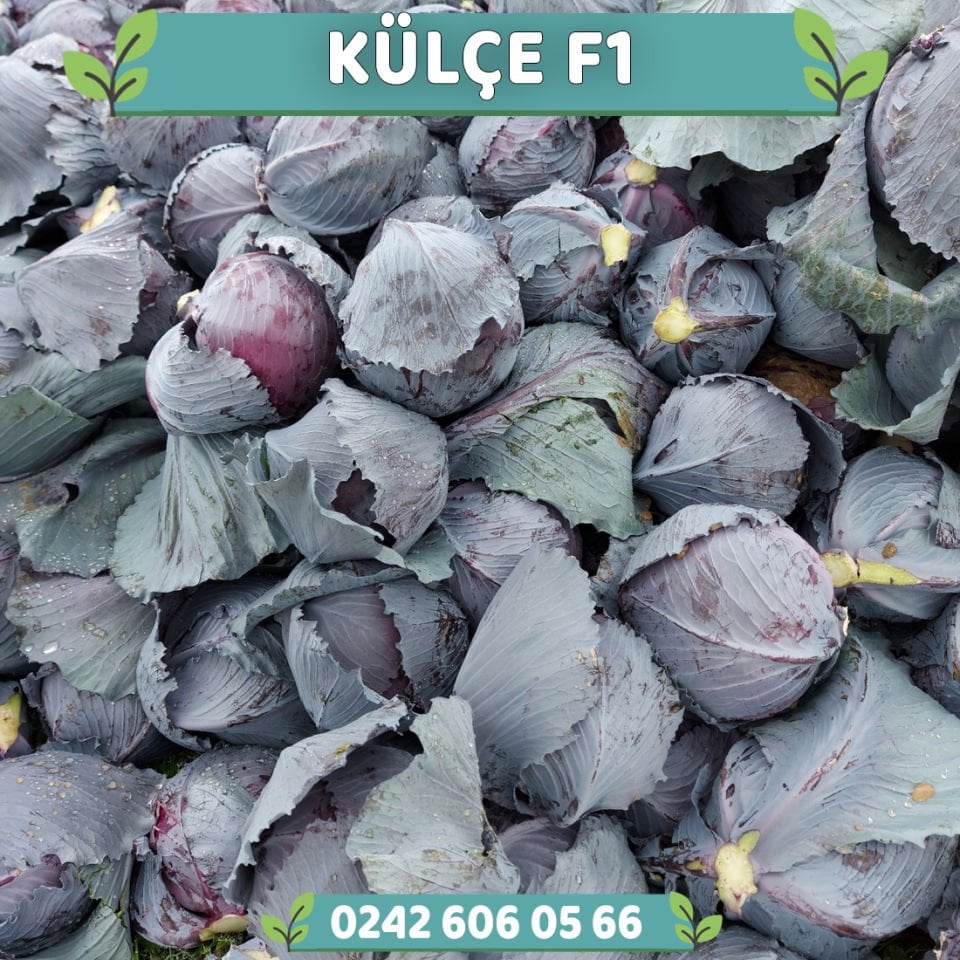 Alex F1 70 Günlük Kırmızı Lahana Fidesi