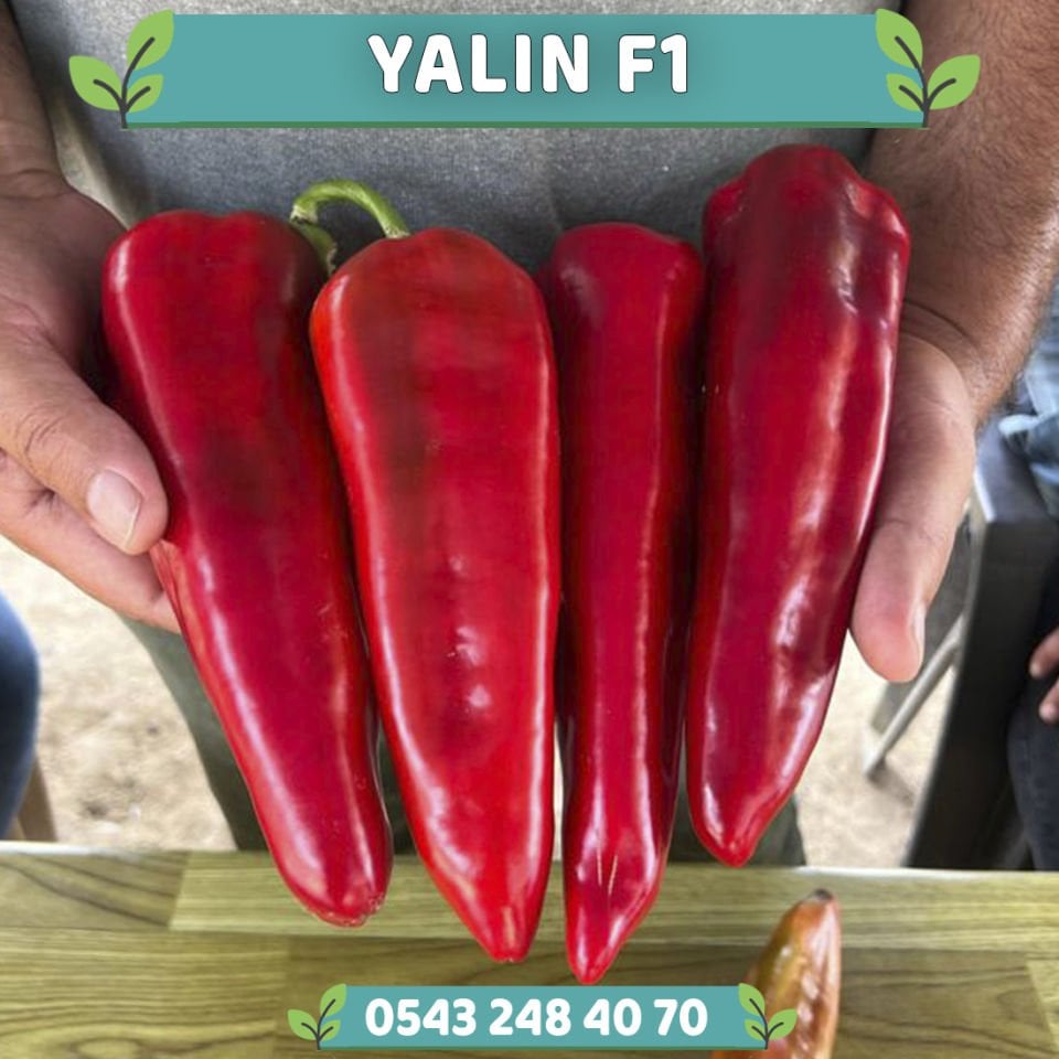 Yalın F1 - Kapya Biber Fidesi
