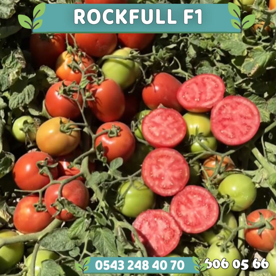 Rockfull F1 Oturak Domates Fidesi