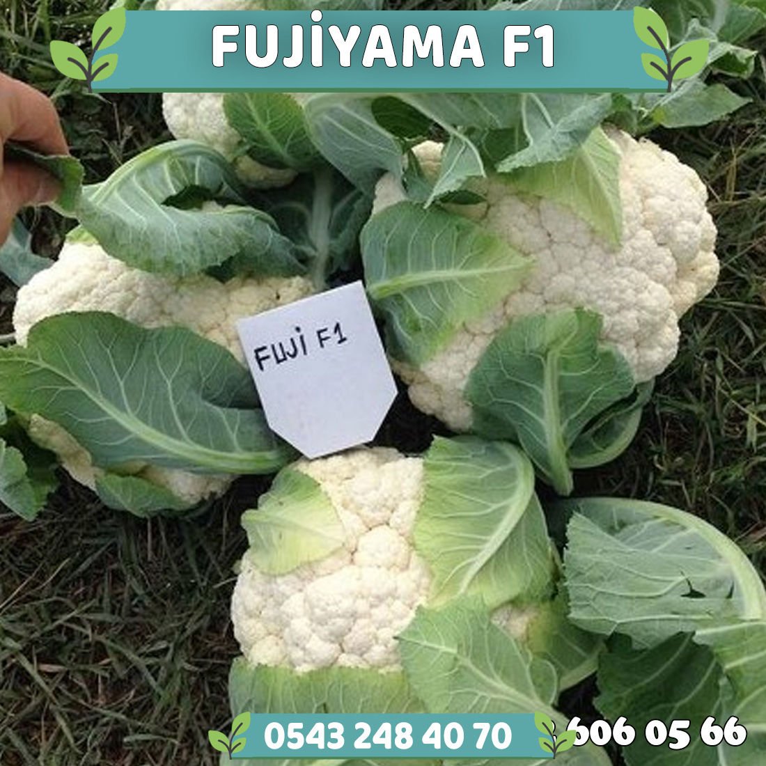 Fujiyama F1 Erkenci Karnabahar Fidesi