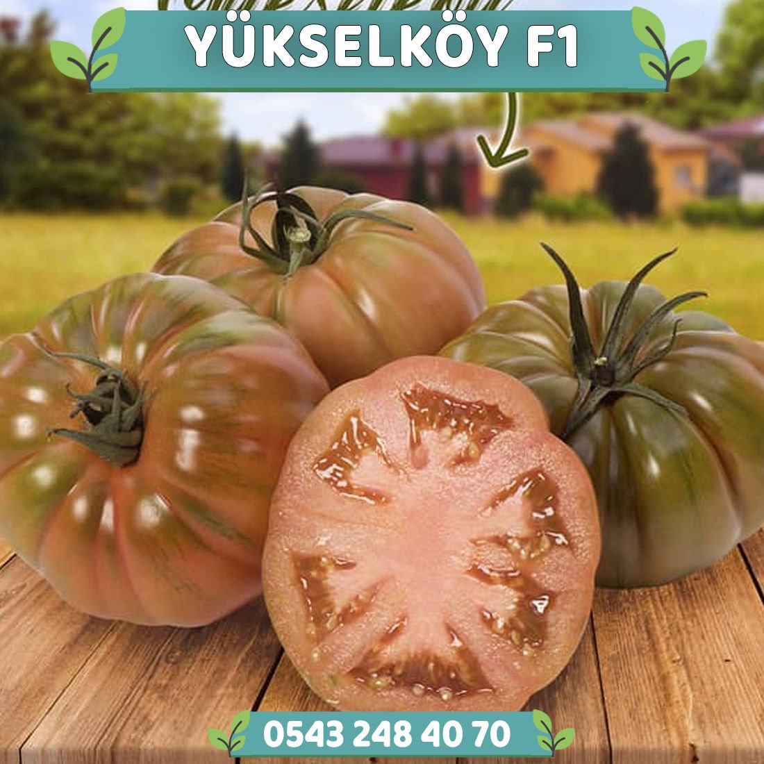 Yükselköy F1 Köy Domatesi Tohumu