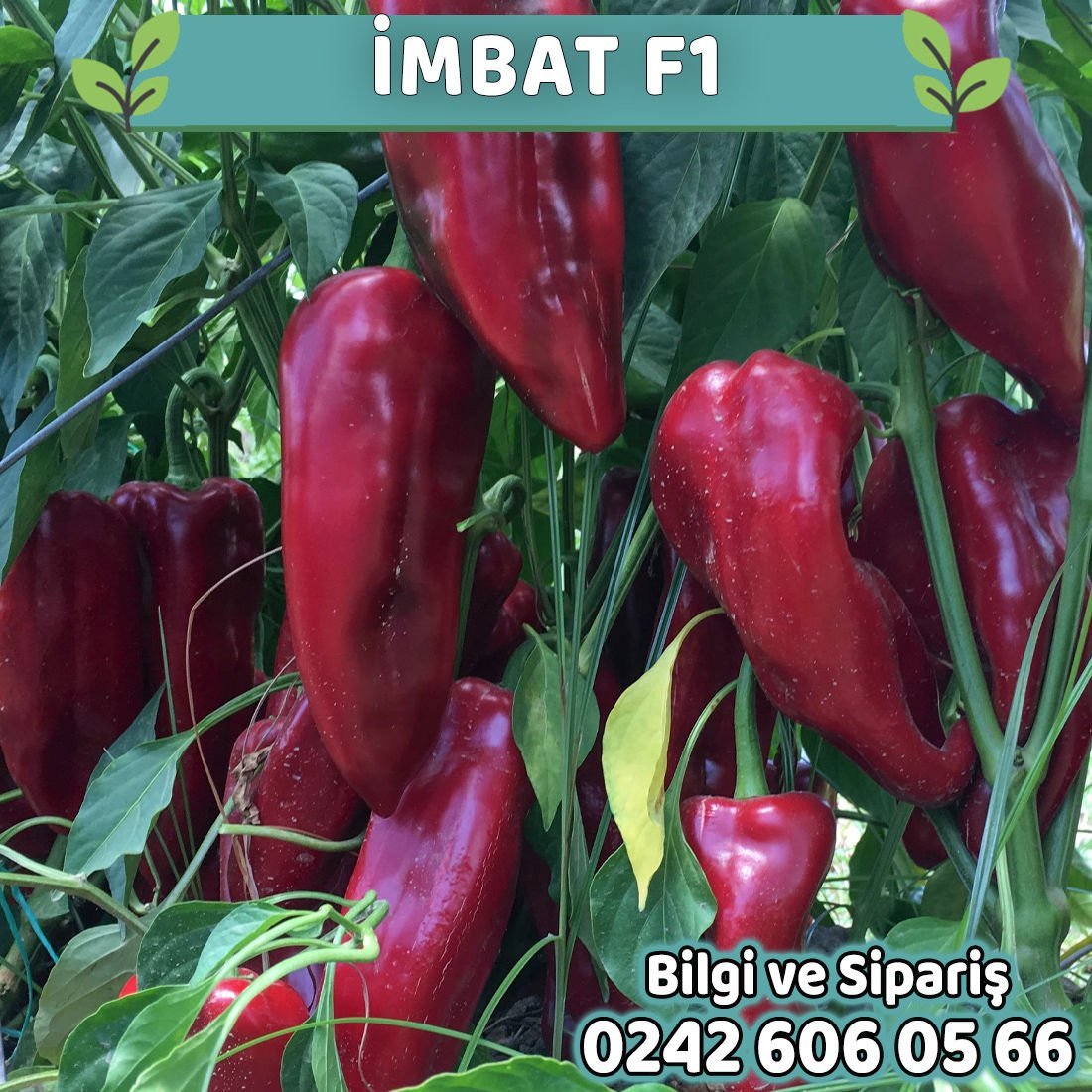 Imbat F1 Kapya Biber Fidesi
