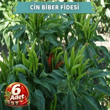 6 Adet Yukarı Bakan Cin Biber Fidesi