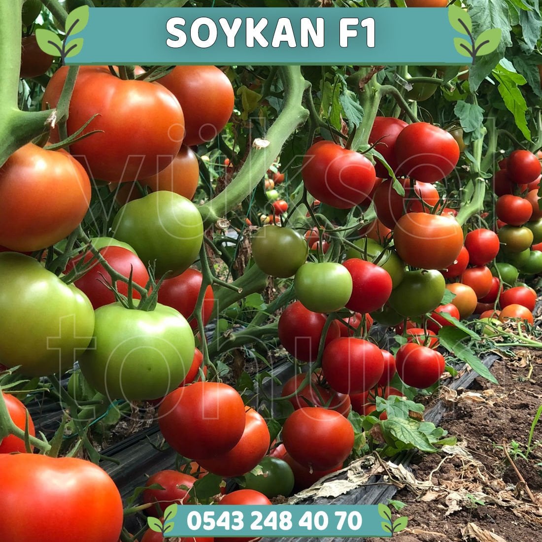 Soykan F1 - Tane Domates Fidesi