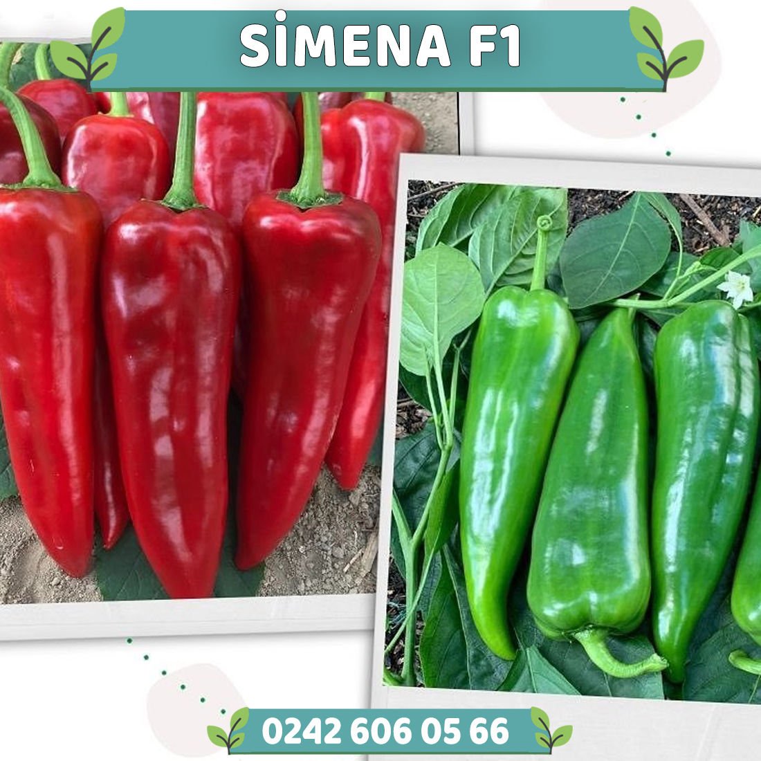 Simena Kapya Biber Fidesi