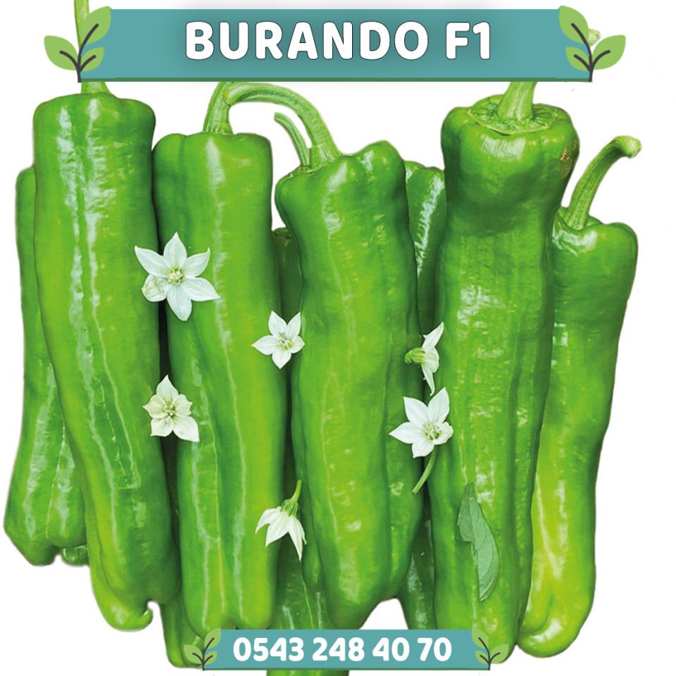 Burando F1 Tatlı Üç Burun Biber Fidesi