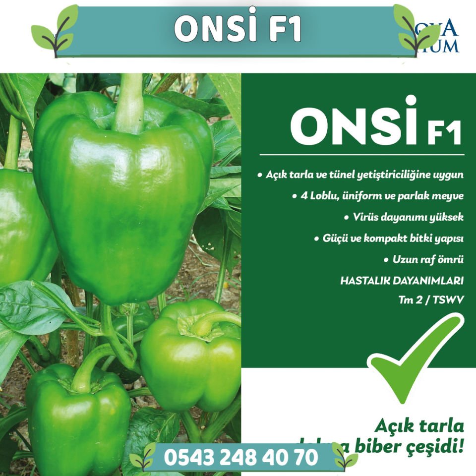 Onsi F1 Dolmalık Biber Fidesi
