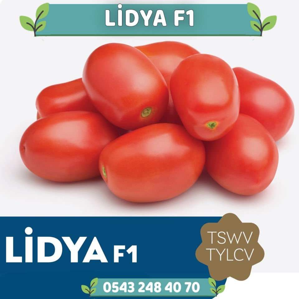 Lidya F1 Salçalık Domates Fidesi