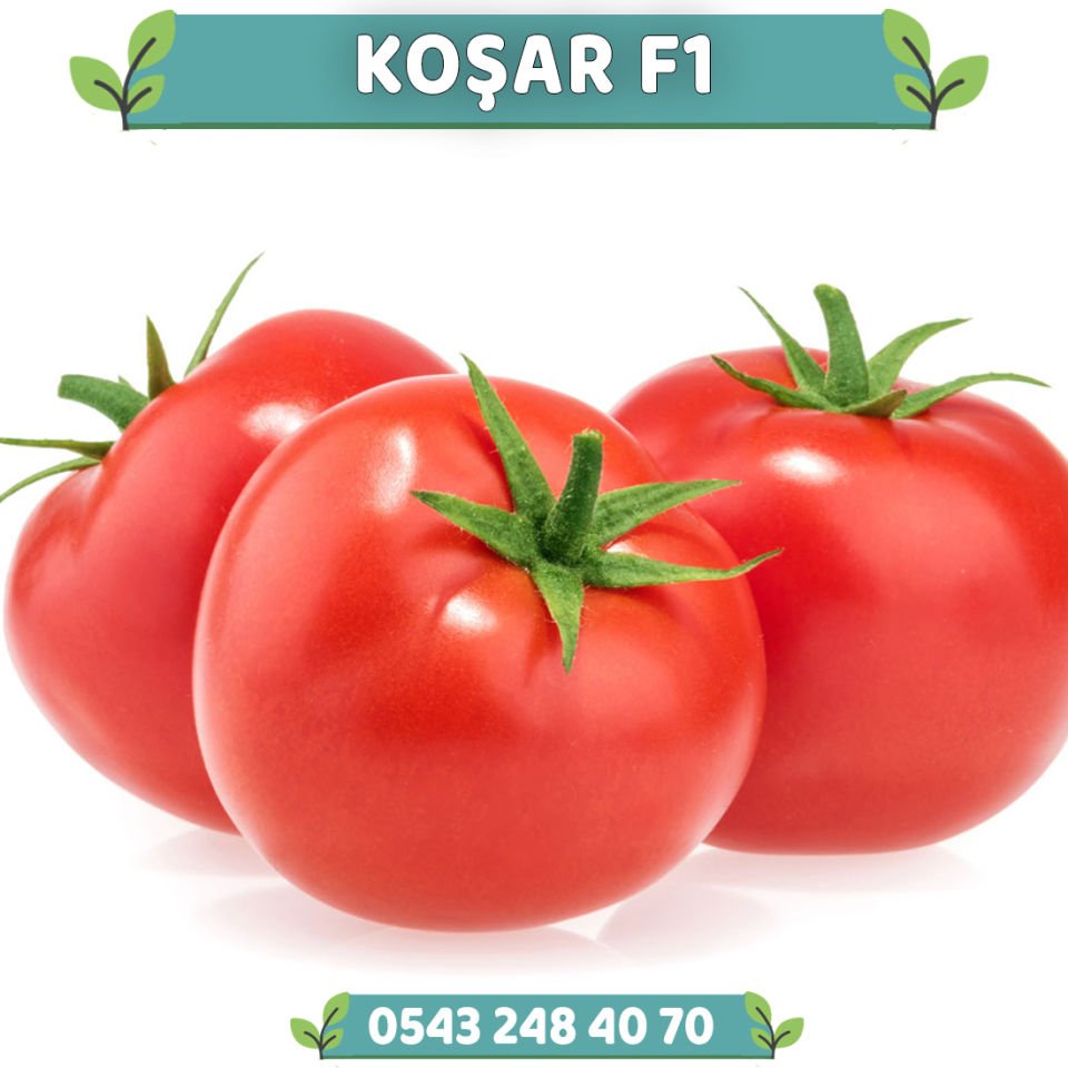 Koşar F1 Tek Ekim Domates Fidesi