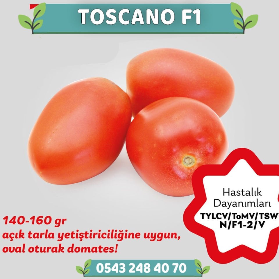 Toscano F1 Oturak Oval Domates Fidesi