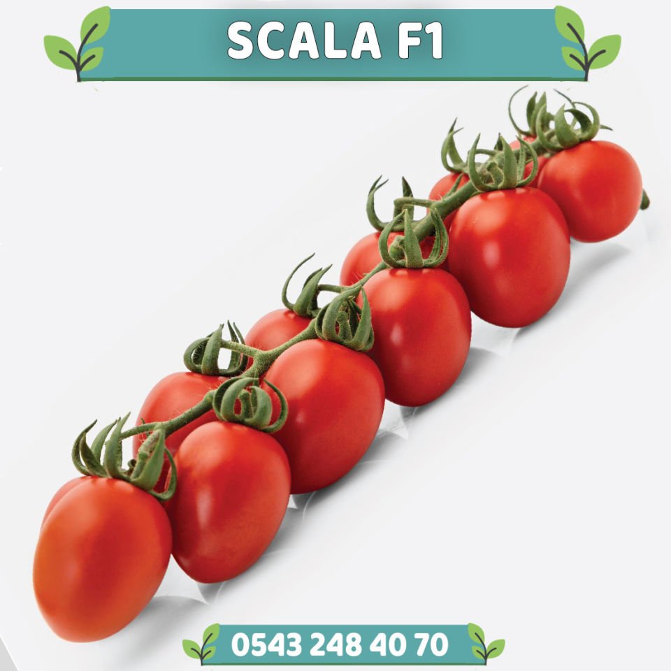 Scala F1 Sırık Salkım Domates Fidesi