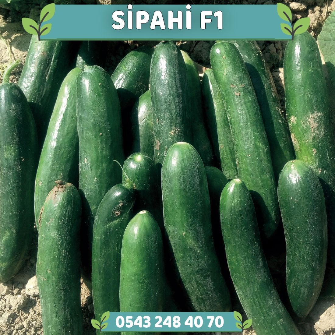 Sipahi F1 Tarla Hıyarı Fidesi