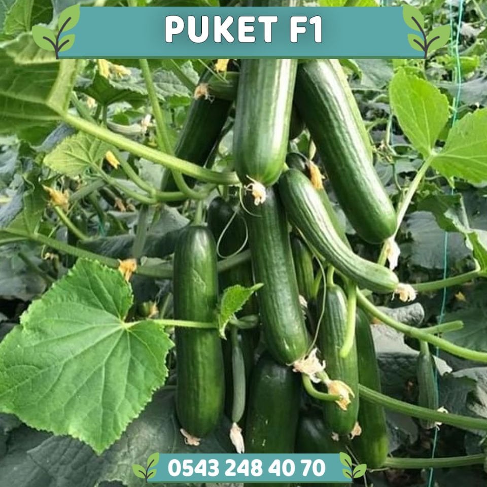 Puket F1 Sera Hıyarı Fidesi