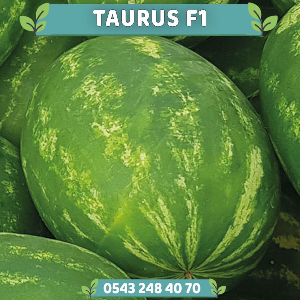 Taurus F1 - Ala Karpuz Fidesi