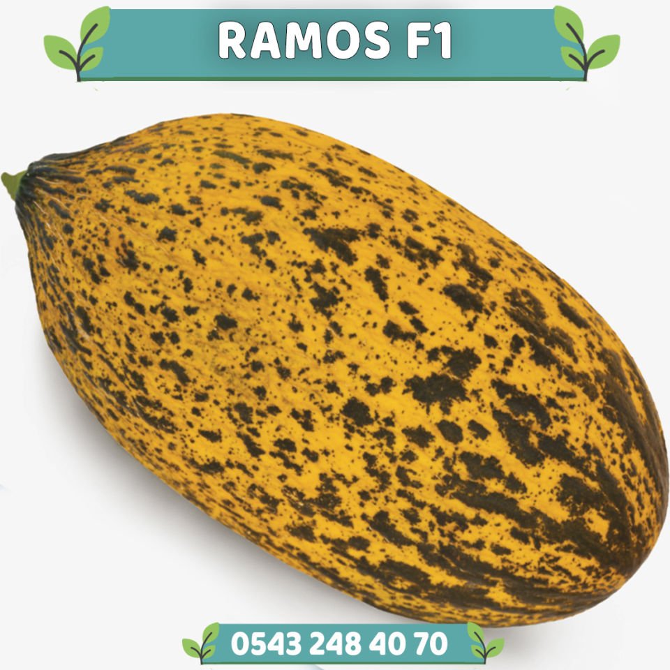 Ramos F1 Kırkağaç Kavun Fidesi
