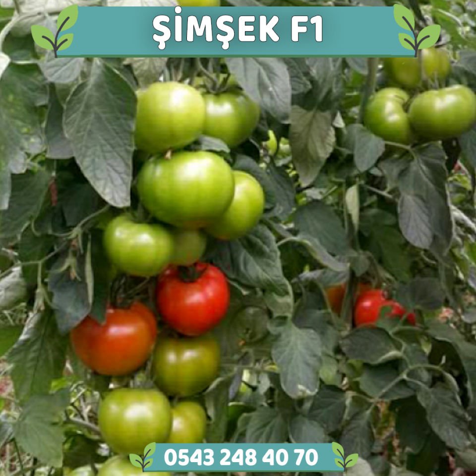 Şimşek F1 Sırık Domates Fidesi