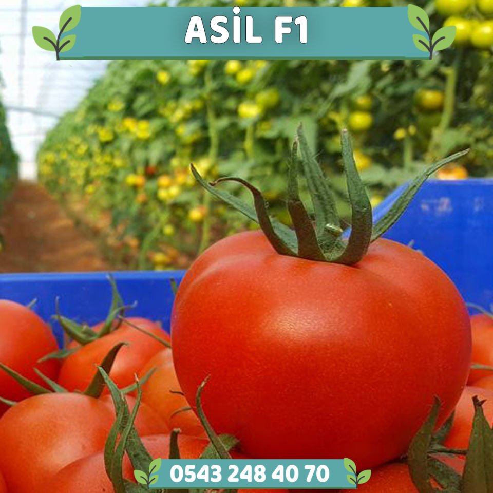 Asil F1 Sırık Domates Fidesi