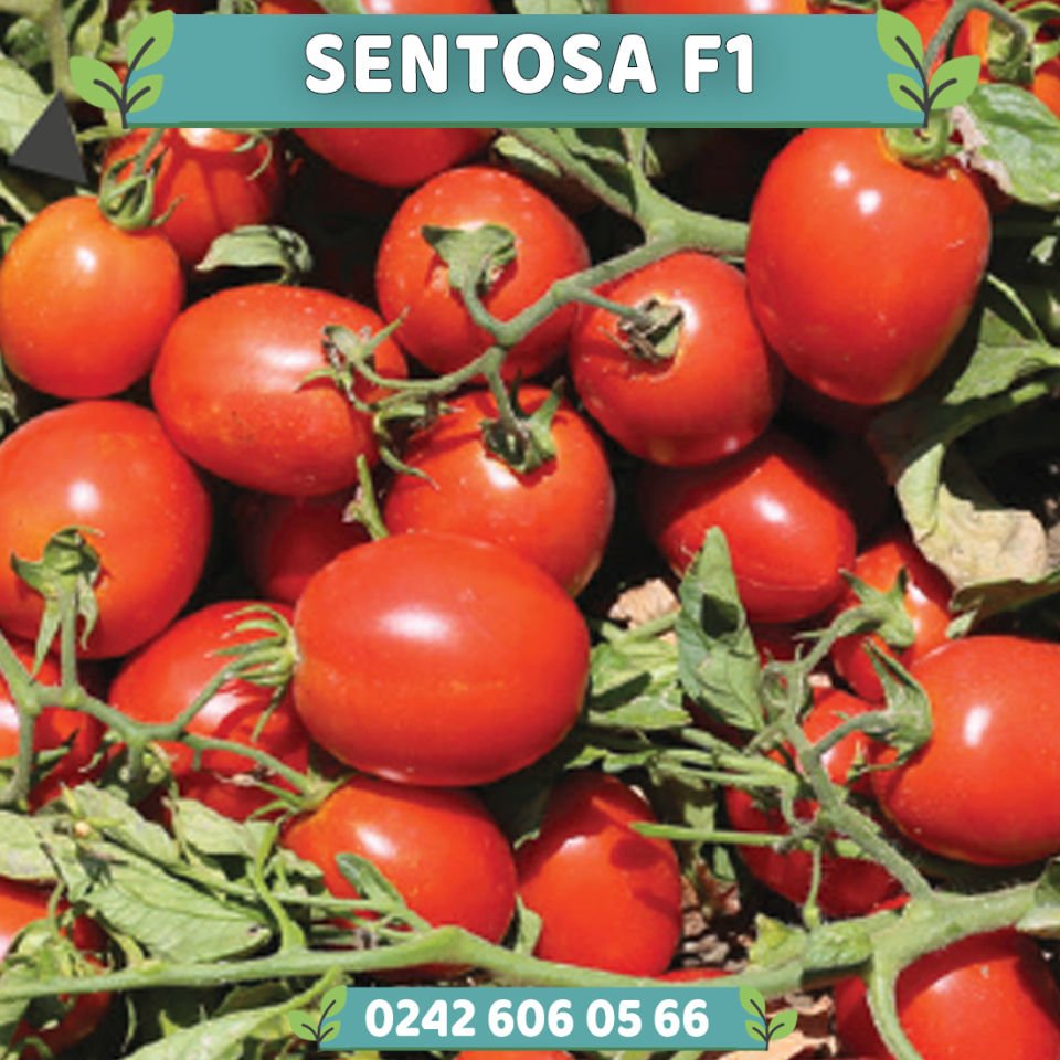 Sentosa F1 Sanayilik Domates Fidesi