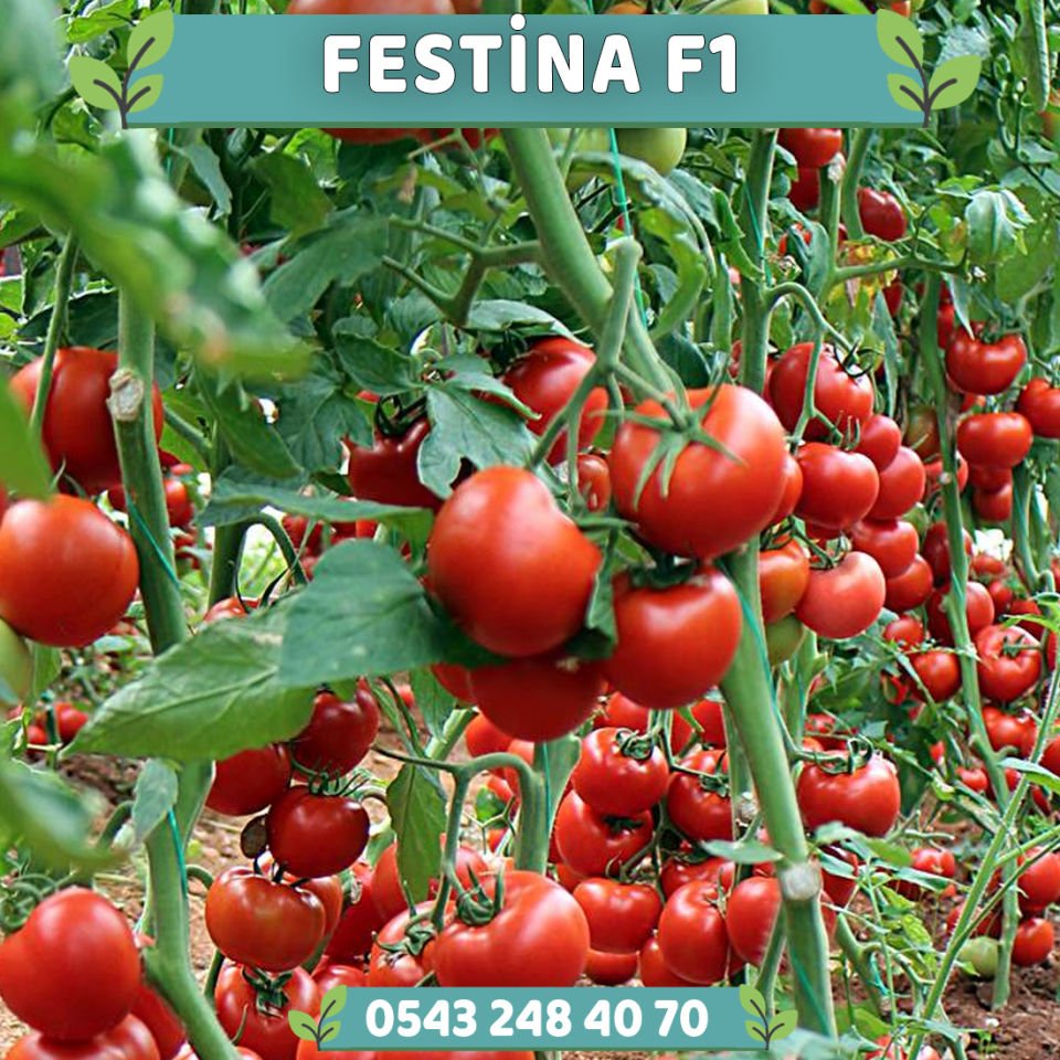 Festina F1 Sırık Domates Fidesi