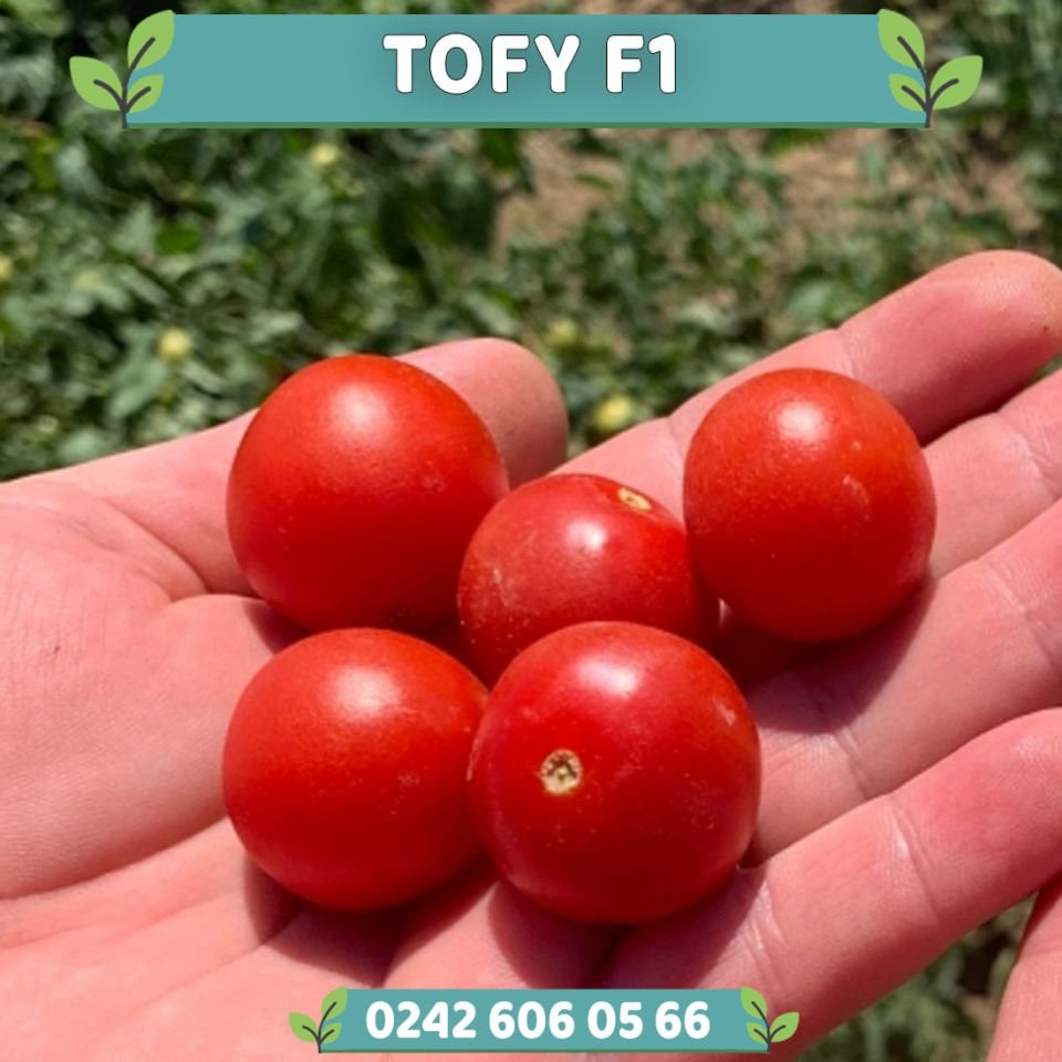 Tofy F1 Oturak Çeri Domates Fidesi