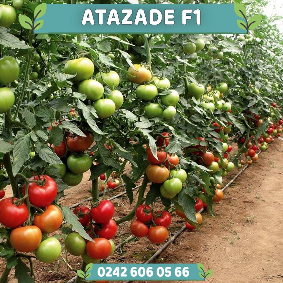 Atazade F1 Sırık Domates Fidesi