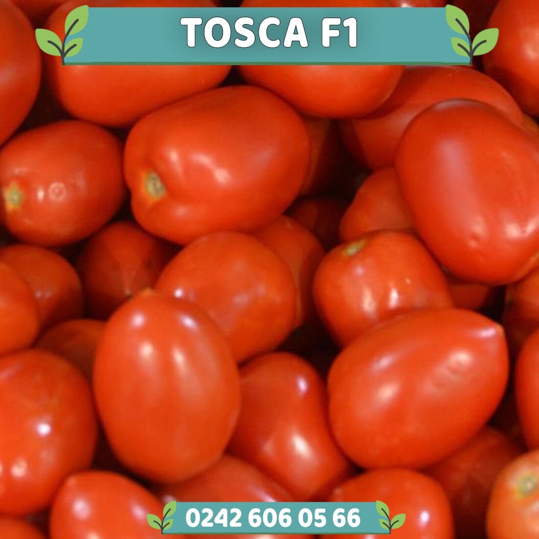 Tosca F1 Oturak Domates Fidesi
