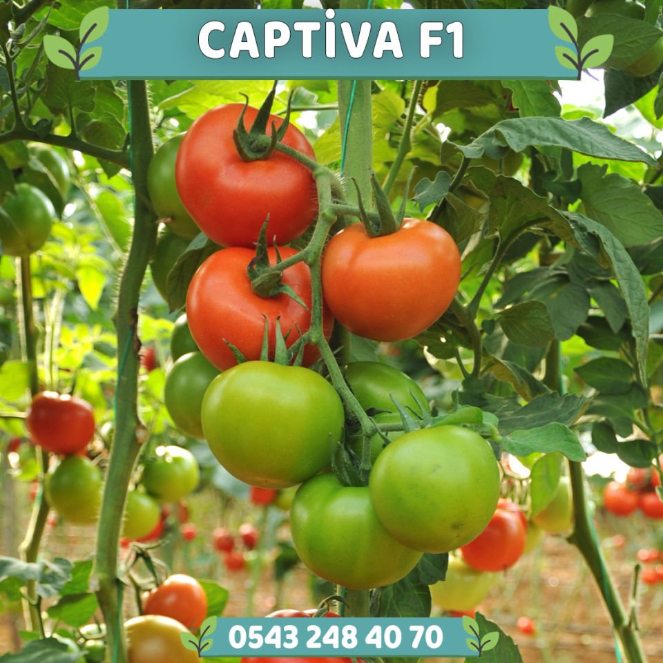 Captiva F1 Güzlük Domates Fidesi