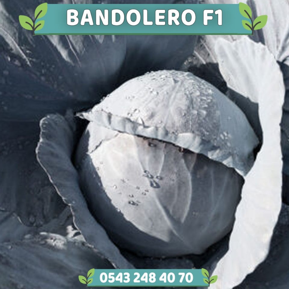 Bandolero F1 Kırmızı Lahana Fidesi
