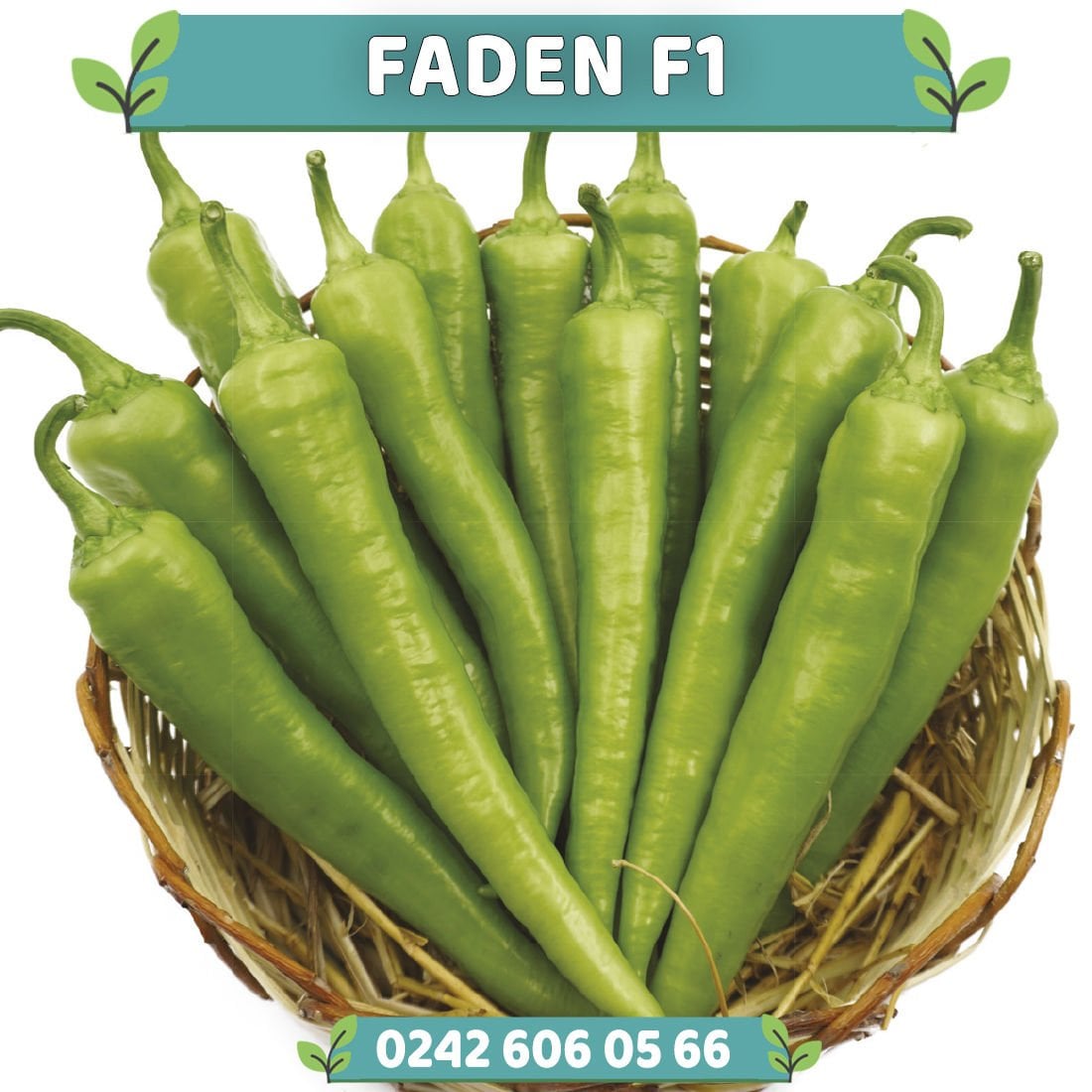 Faden F1 Çarliston Biber Fidesi