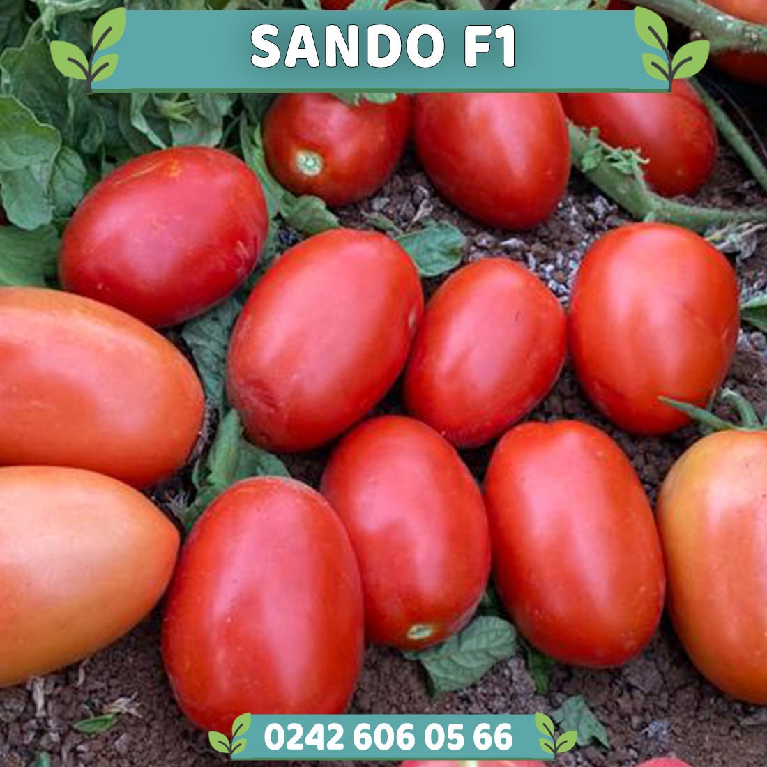 Sando F1 Sanayilik Domates Fidesi