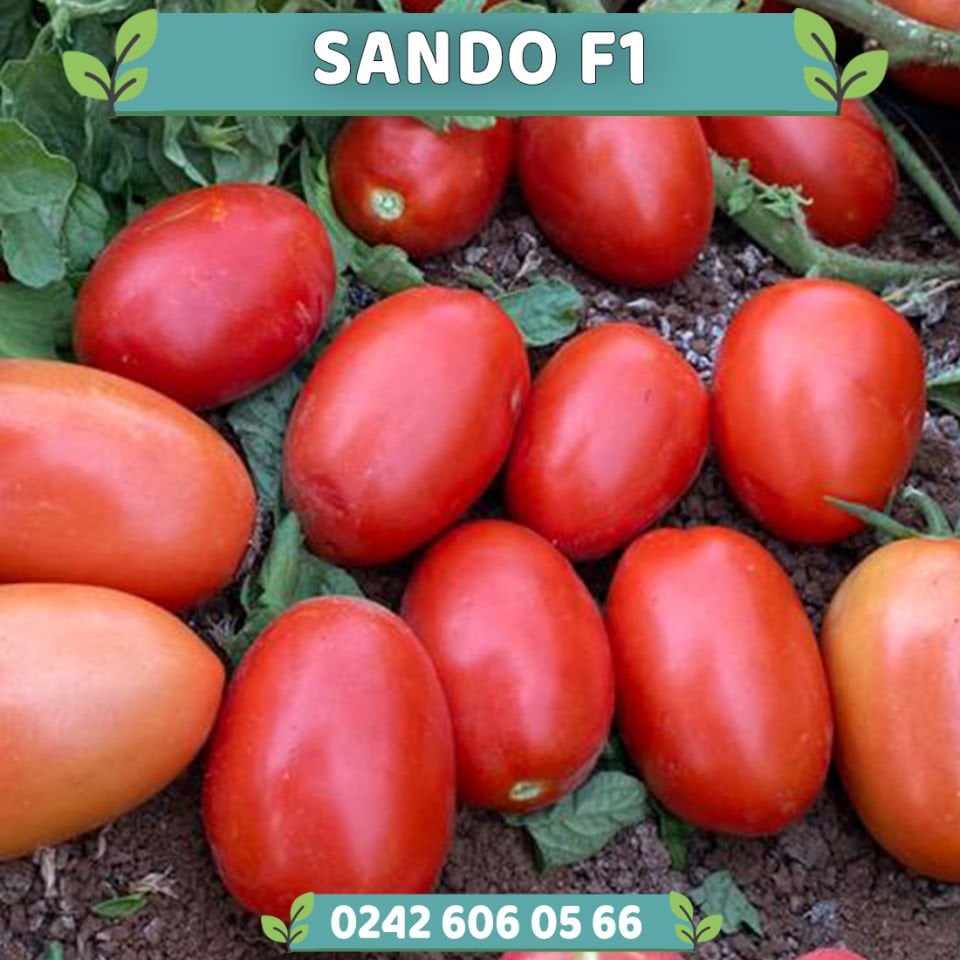 Sando F1 Sanayilik Domates Fidesi