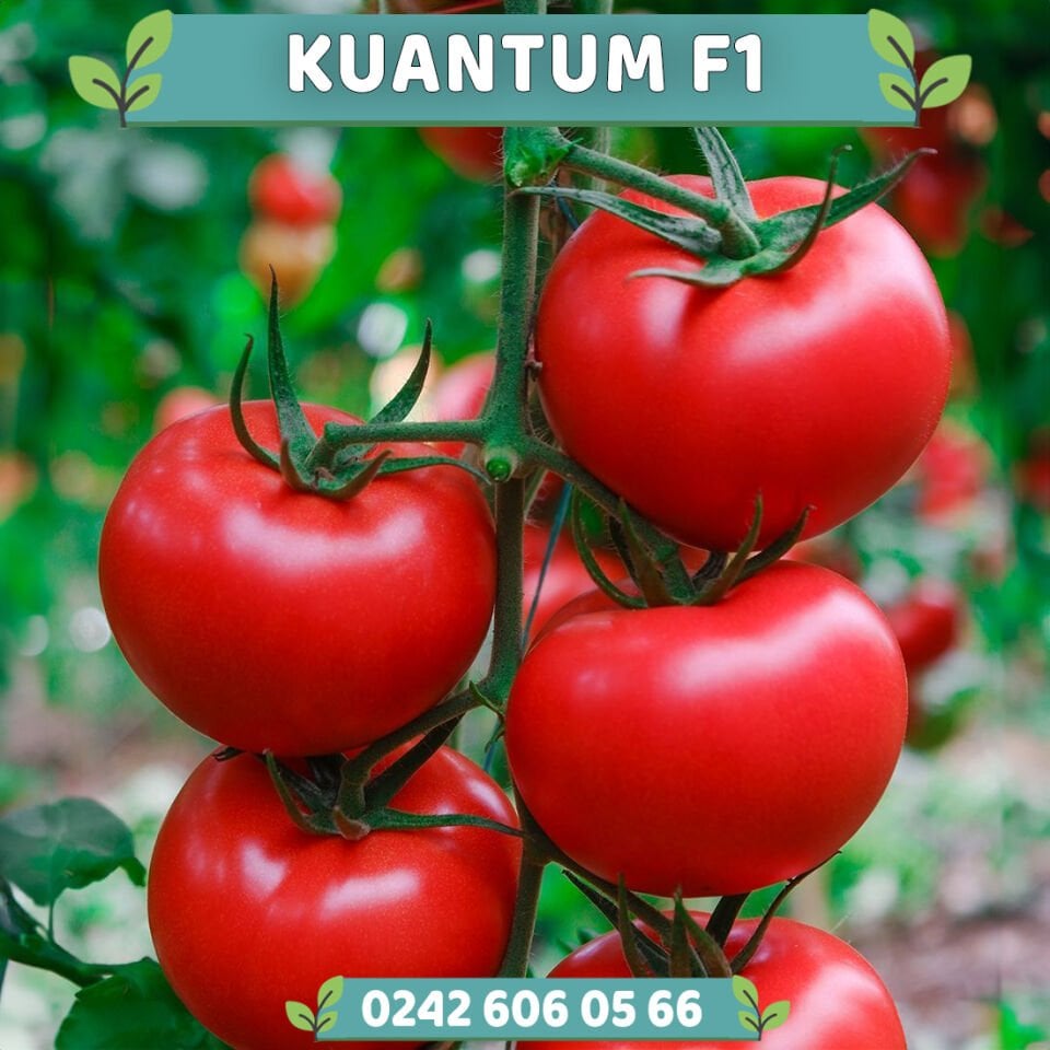 Kuantum F1 Sırık Tane Domates Fidesi