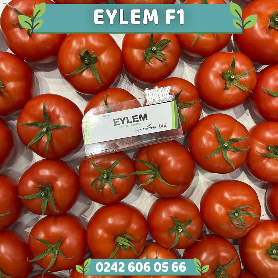 Eylem F1 Sırık İri Domates Fidesi