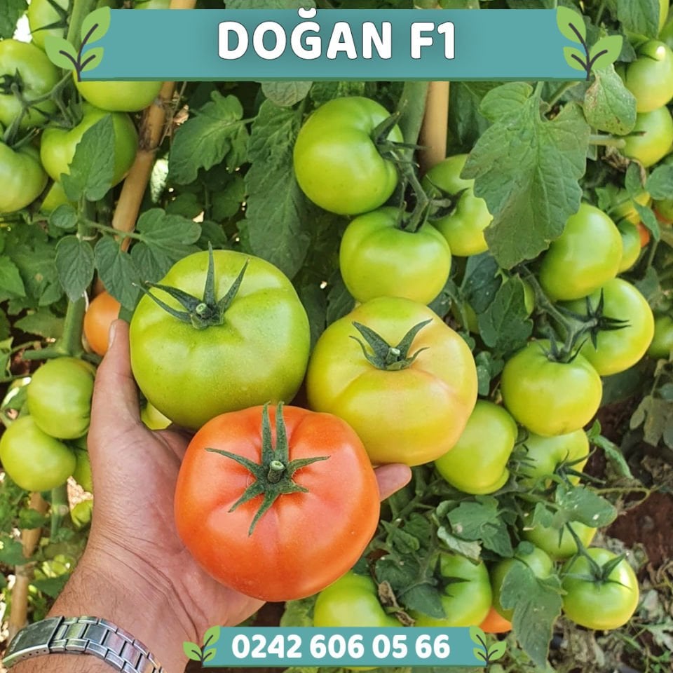 Doğan F1 Tekli Tarla Domates Fidesi