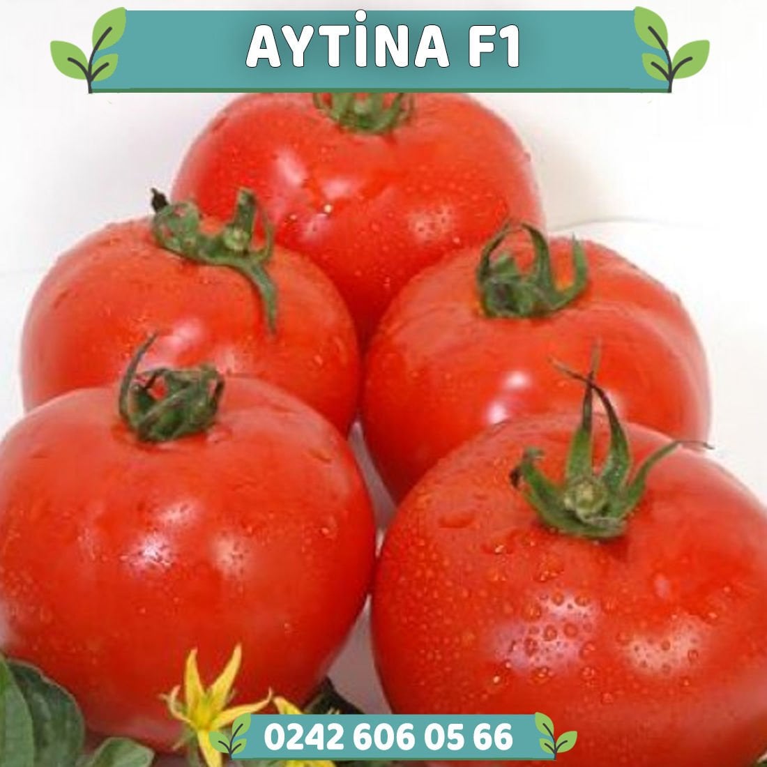Aytina F1 Oturak Domates Fidesi