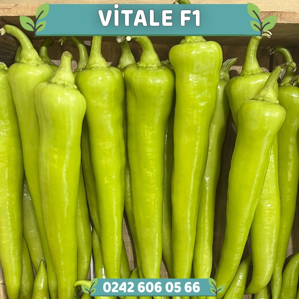 Vitale F1 Çarliston Biber Fidesi