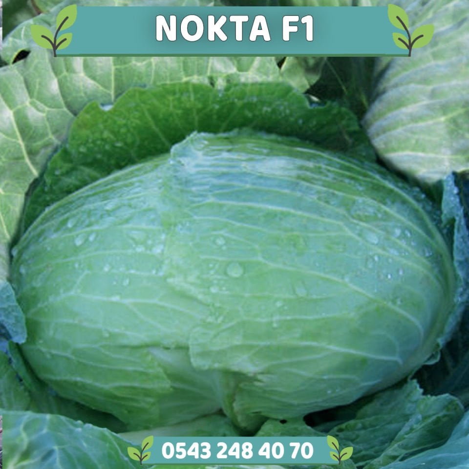 Nokta F1 80 Günlük Lahana Fidesi