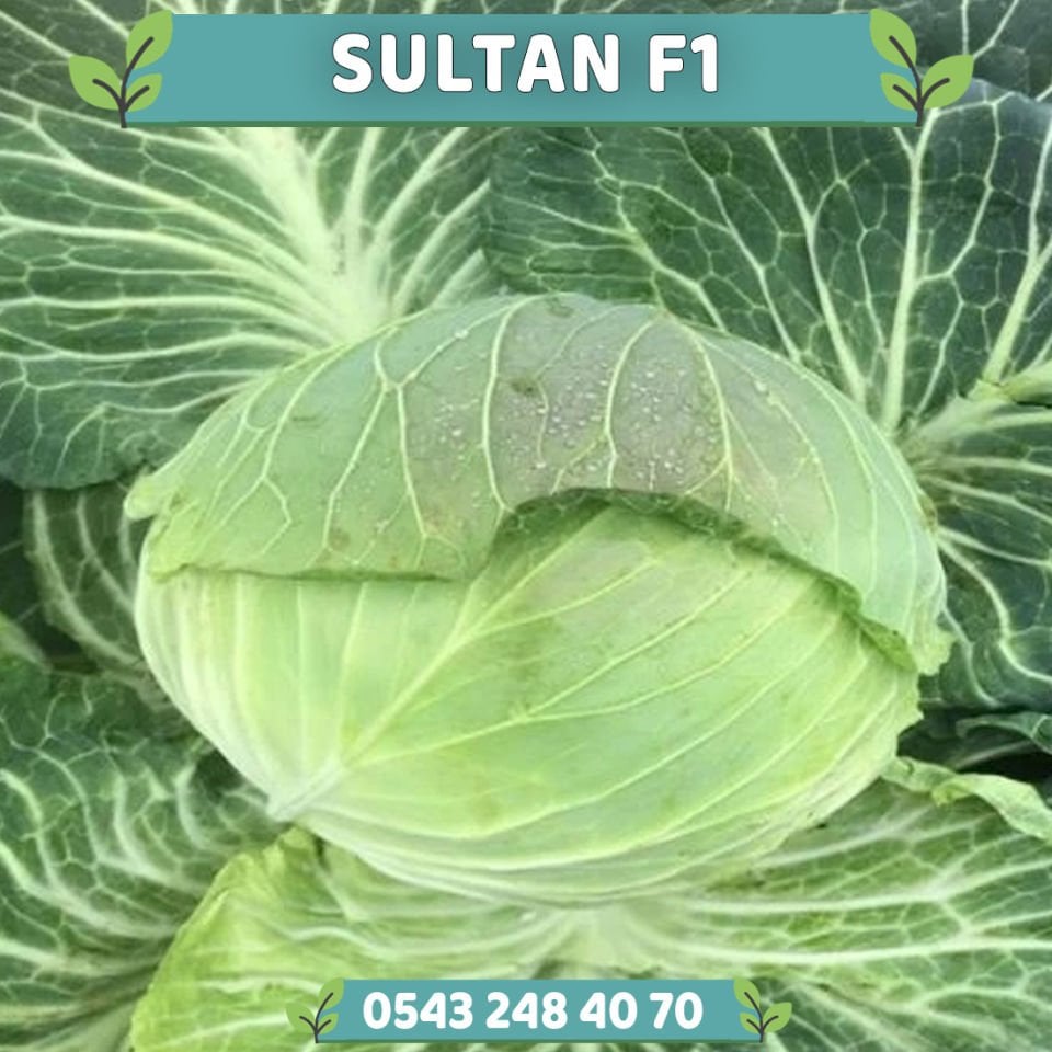 Sultan F1 Yazlık Beyaz Lahana Fidesi