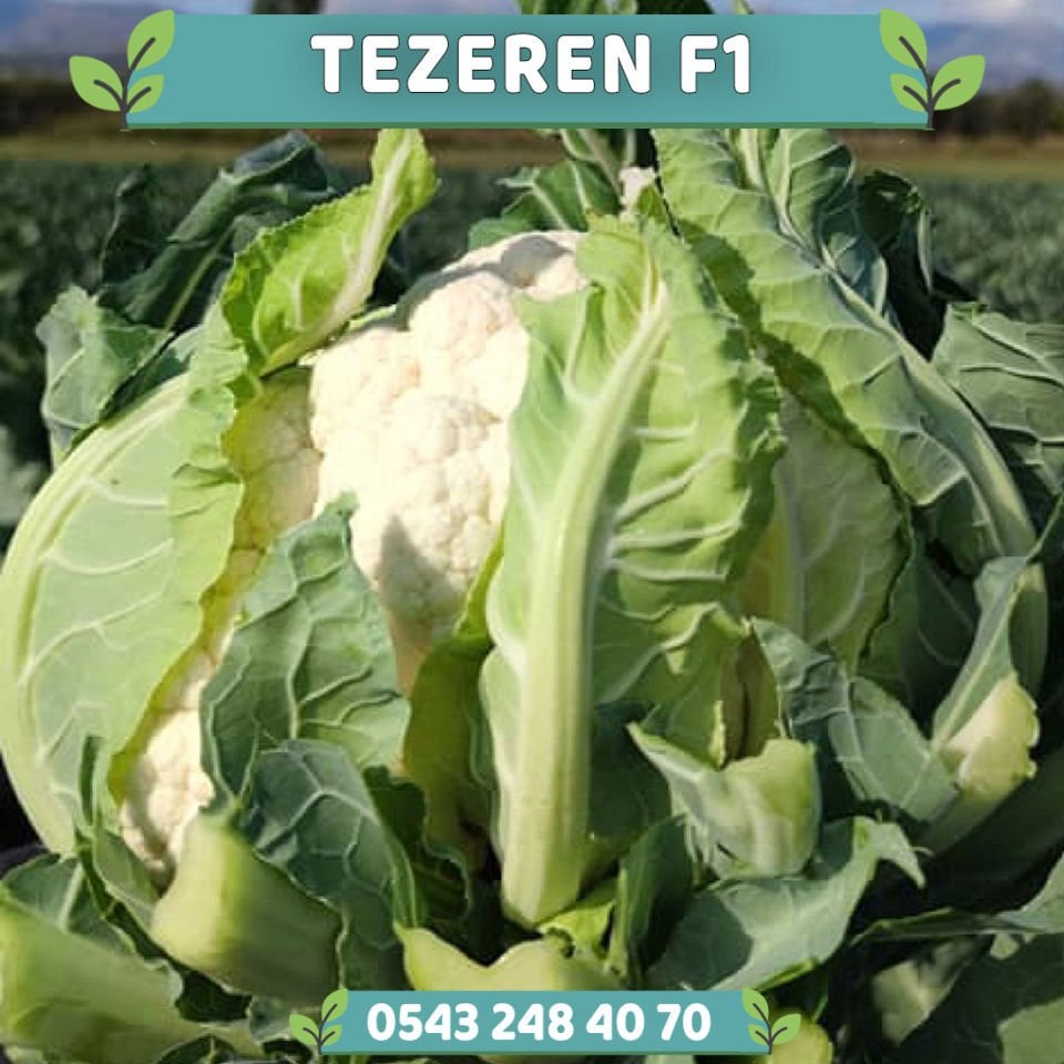 Tezeren F1 Erkenci 70 Günlük Karnabahar Fidesi